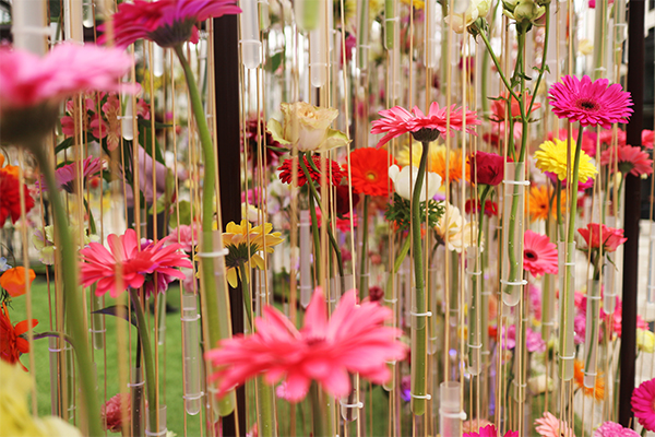 すべての美しい花の画像 最高のミッドタウン 花 すべての美しい花の画像 最高のミッドタウン 花