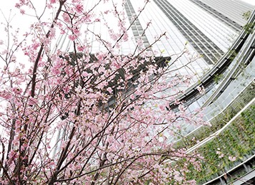 Stairs & flower dome ... of cherry blossoms that Flower GATE -WAVE&RONDE- - Hibiya area is surrounded to flower