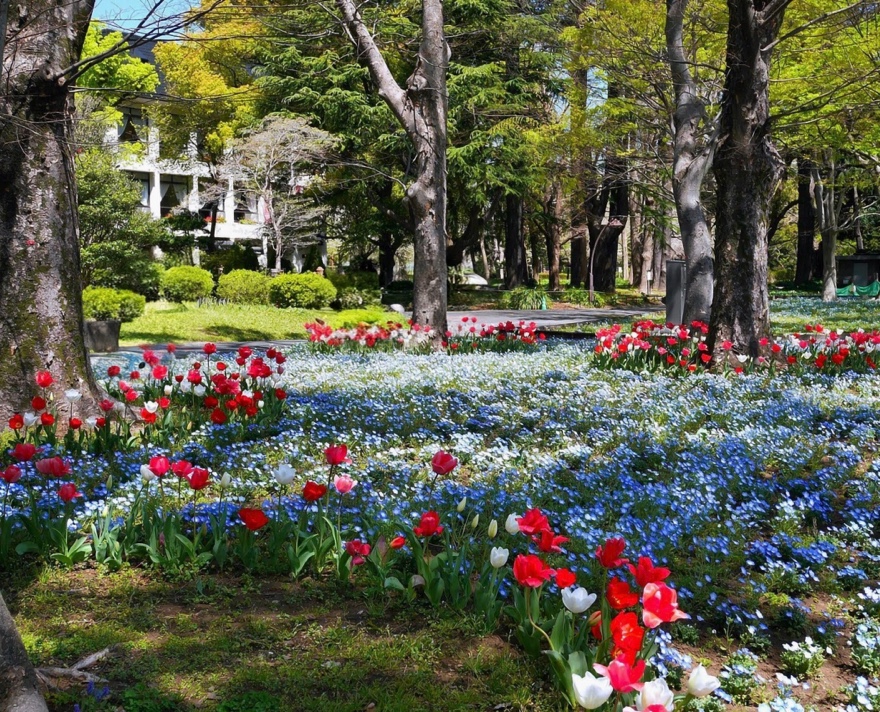 HIBIYA BLOSSOM 2026 in Hibiya Park